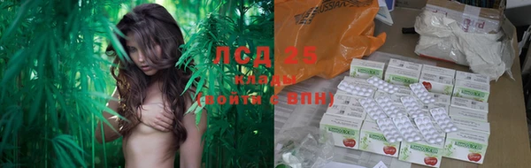хмурый Аркадак
